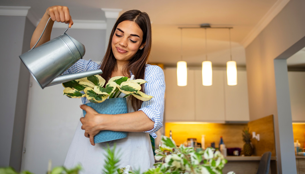 oven adulta regando sus plantas de interior dentro de su nuevo apartamento